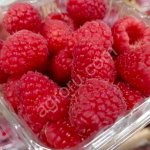 Малина ароматная