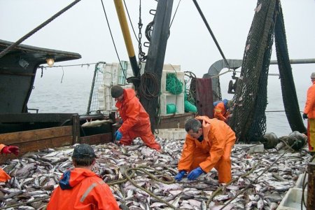 Информация о поставке и выпуске рыбопродукции