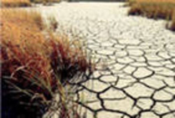 Производство зерна во Франции в сезоне 2011/12 упадет на 12% до 44,8 млн. тонн