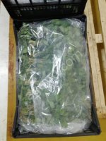 Мята свежая