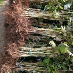 саженцов малины