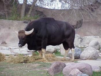 Простая американская корова родила азиатского быка гаура