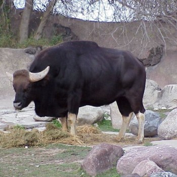 Простая американская корова родила азиатского быка гаура