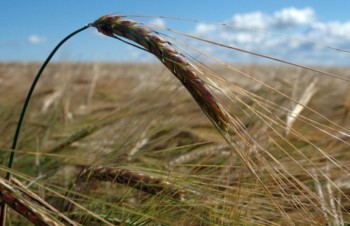 ЕС: объем лицензий на экспорт мягкой пшеницы сократился