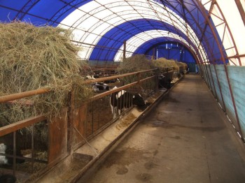 В Башкирии откроется ферма на 400 голов