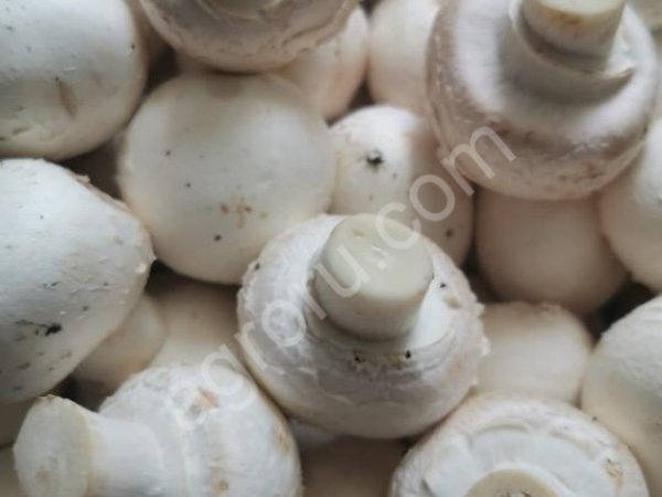 Шампиньоны