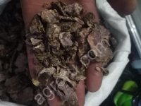 золотой корень