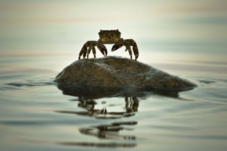 В Японском море растут запасы крабов