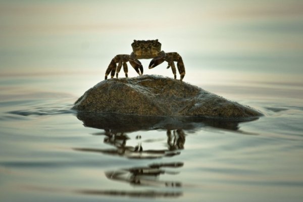 В Японском море растут запасы крабов