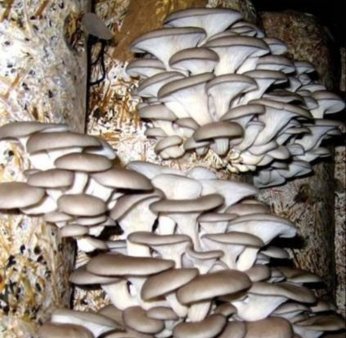 Армения развивает производство грибов