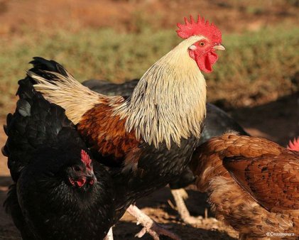 Влияние экологических факторов на эффективность производства
