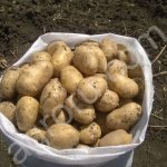 Картофель желтый и розовый