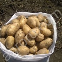 Картофель желтый и розовый