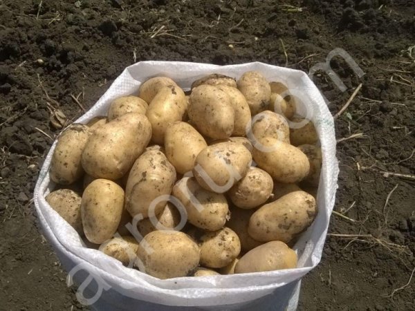 Картофель желтый и розовый