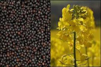 Украине необходимо увеличивать объемы переработки рапса и сои