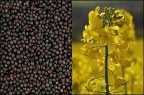 Украине необходимо увеличивать объемы переработки рапса и сои