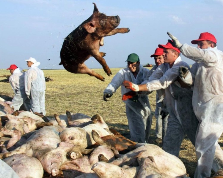 В Польше на границе с Беларусью зарегистрирован новый случай АЧС. В самой Беларуси АЧС нет