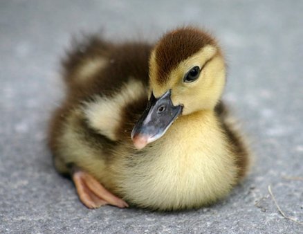 Евродон планирует запустить в 2013 г крупное производство мяса утки