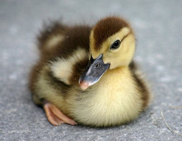 Евродон планирует запустить в 2013 г крупное производство мяса утки