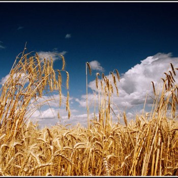 Япония увеличит импорт фуражной пшеницы на 77,7%