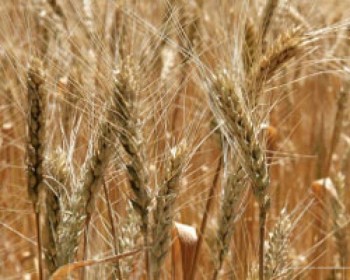 Запасы пшеницы в Бангладеш в 6,5 раз выше прошлогодних