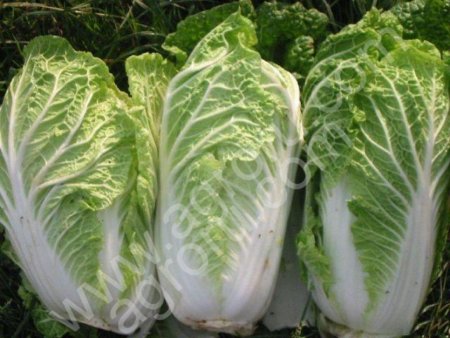 Пекинский салат