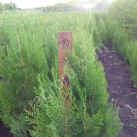 туя восточная