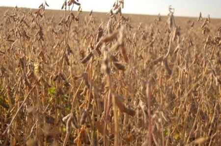 Аргентина может потерять до 9 млн. тонн урожая сои