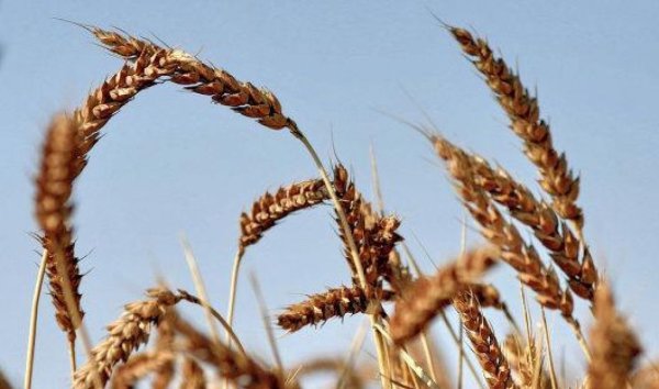 Российский рынок пшеницы на прошлой неделе преимущественно укреплялся