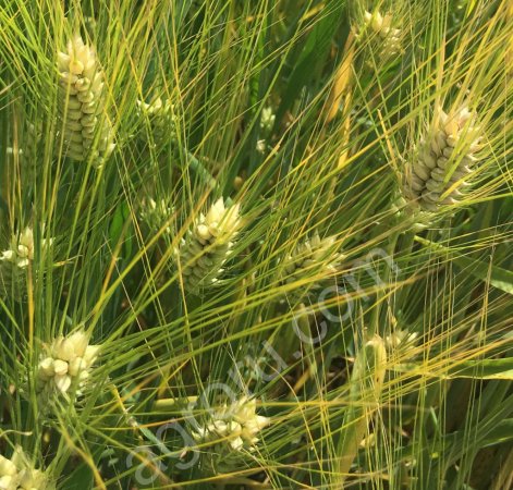 Семена ячменя озимого Виват, Ерема, Маруся, Тимофей, Фокс1.