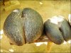 Сейшельский орех