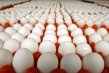 Новосибирские курицы снесли больше миллиарда яиц