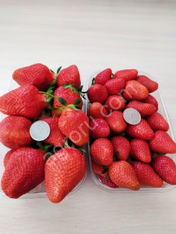 Клубника Клери