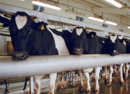 Хакасия готовит фермы к зиме