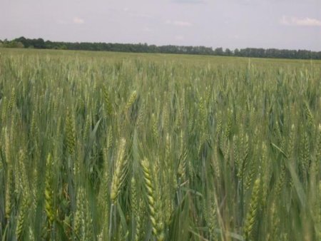 Monsanto сократит 2600 сотрудников