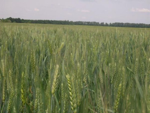 Monsanto сократит 2600 сотрудников