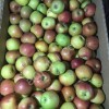 Яблоки разных сортов и калибров