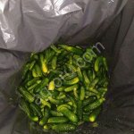 Соленый огурец