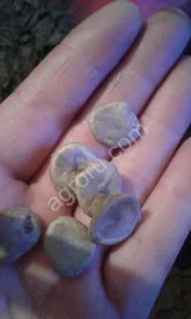 Sochli eshak porno onlayn