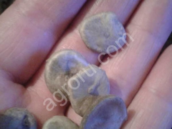 Stalker va yalangoch ayollar Sochli eshak porno onlayn