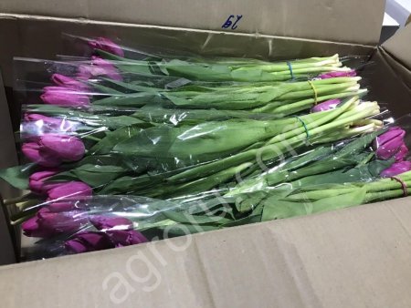 Тюльпаны Династия.