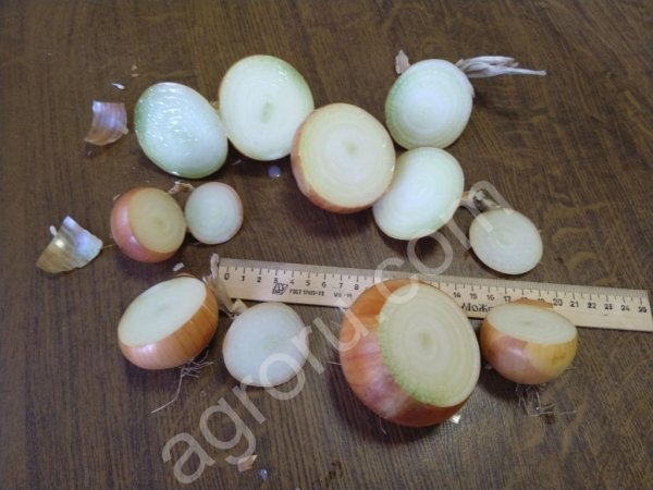 ЛУК репчатый (Урожай 2018 г.)