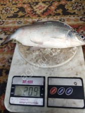 Живая и замороженная рыба