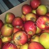 Яблоки свежие калиброванные оптом от КФх