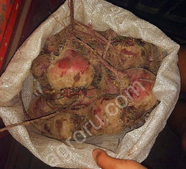 Свекла столовая