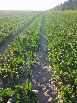 Свекла столовая