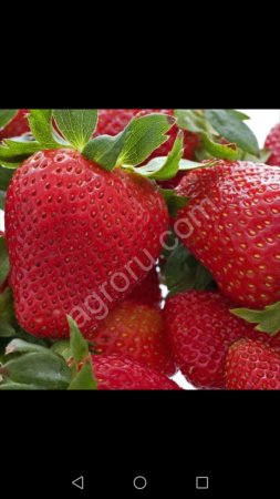 Клубника свежая элитных сортов в осенний сезон