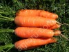 Морковь сорт Зафира