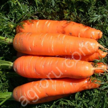 <span>морковь</span> сорт зафира