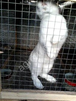 Кролики на разведение и на мясо живым весом .